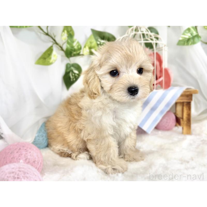 成約済の滋賀県のマルプー:マルチーズ×トイプードル-411754の2枚目